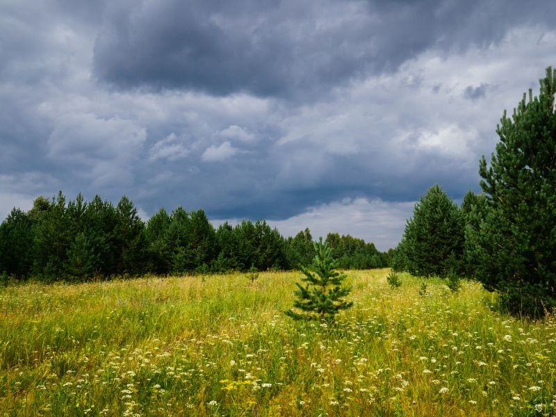 Land Clearing in Houston, TX